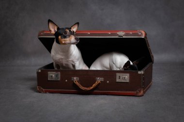 İki küçük köpek Amerikan tilki teriyeri yetiştiriyor. Biri kahverengi bir bavulda, stüdyoda gri bir arka planda saklanıyor.