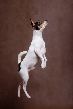 Siyah kırmızı burunlu beyaz bir köpek, bir Amerikan oyuncak tilki teriyeri, stüdyoda kahverengi bir arka plana atladı.