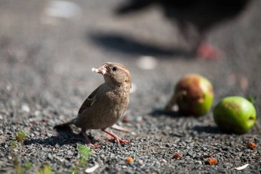 Küçük gri-kahverengi kuş görünümlü kahverengi serçe gagasında ekmek tutuyor, elmaların yanında oturuyor.