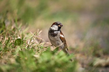 Yazın, güneşli bir günde yeşil çimlerin üzerinde erkek kahverengi serçe pozu verir.