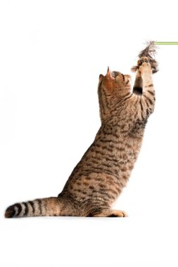 Vertical photo photo of brown black tabby striped cute adorable young british cat grabbing cat feather wand on white background in studio indoors clipart