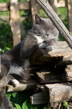 Gri dumanlı, beyaz göğüslü, kısa saçlı, beyaz pençeli evcil kedi yaz güneşli bir günde çayırda uzanıyor ve yuvarlanıyor.