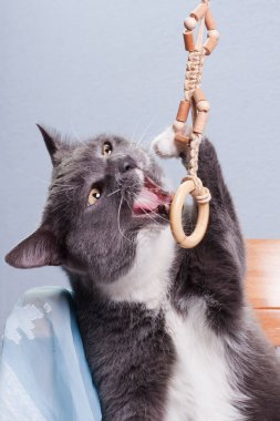 Grey smoky white-breasted domestic cat with blue cloth catches and bites wood ring toy on wooden chair on gray blue background indoors, vertical photo clipart