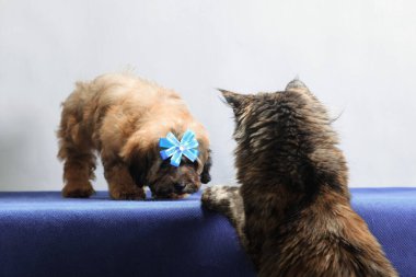 Tortioseshell maine coon cat wants to make friends with brown russian colored lapdog tsvetnaya bolonka puppy in blue bowtie on blue fabric near grey background, in studio indoors, horisontal photo clipart
