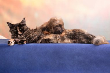 Tortioseshell maine coon cat sleeping on blue with brown russian colored lapdog tsvetnaya bolonka puppy near colored background, tender and happy friends, in studio indoors, horisontal photo clipart