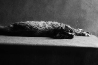 Tek renkli kaplumbağa kabuklu maine rakun kedisi stüdyoda masanın üzerinde uzanıyor, at resmi.