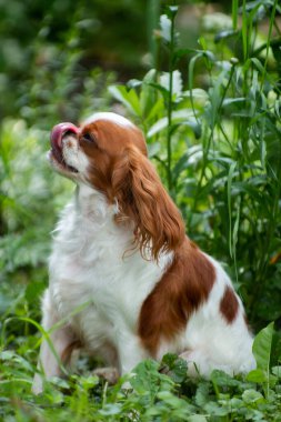 Puppy breed cavalier King Charles Spaniel, white-red color, summer among the grass sits and licks, vertical photo clipart