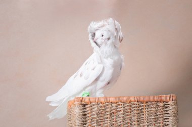 Beyaz ibikli ve tombul güvercin oturur ve örgü sepetine flört ederek bakar, bej bir arka planda, stüdyoda, yatay fotoğrafta.