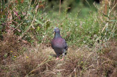 Parlayan mor mavi tüylü güvercin, yaz mevsiminde, parkın dışında kuru ve yeşil çimlerde bulunur.