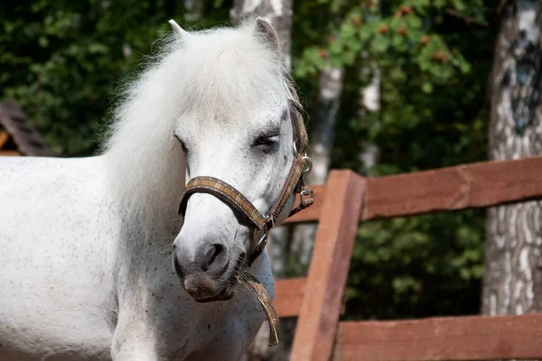 White pony, portrait with a turn of the head in the bridle, outside, in a paddock on the farm, against the background of the fence, in the summer