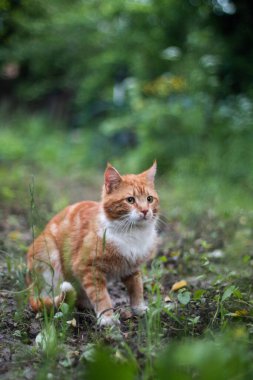 Kırmızı saçlı benekli erkek kedi dışarıda yeşil çimlerin üzerinde koşmaya ya da atlamaya hazırlanıyor.