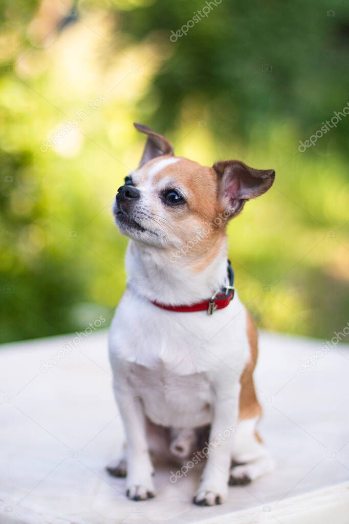 A dog chihuahua white-red color sits in the summer on a white plastic table against a backdrop of trees and grass in a blur