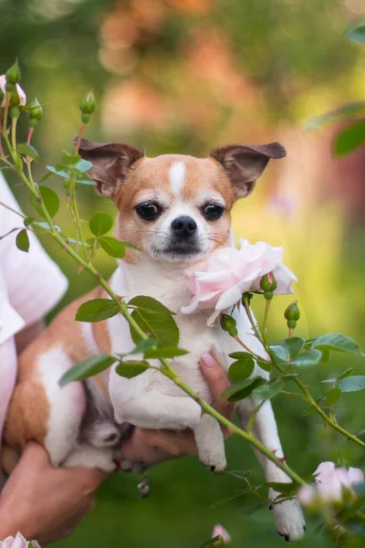 Perro Chihuahua Manchado Color Rojo Blanco Los Brazos Niña Cortando —  Fotos de Stock