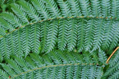 Eğreltiotu yaprakları sivri yapraklı, akıllı telefon, tablet ve bilgisayar duvar kağıtları için uygun. arkaplan için kullanılabilir