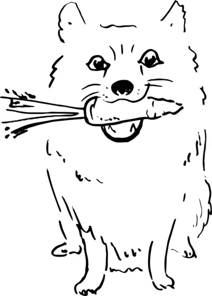 Skizze Illustration Eines Hundespitzes Mit Karotte — Stockvektor
