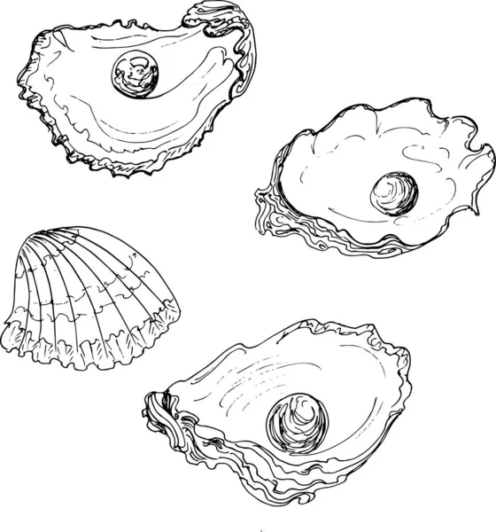 Schets Oester Met Parel Handtekeningillustratievector — Stockvector