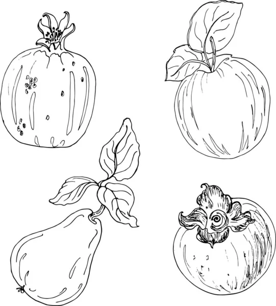 Nastavit Skicu Ovoce Vektorová Ilustrace Jablka Granátu Hrušky Persimmonu — Stockový vektor