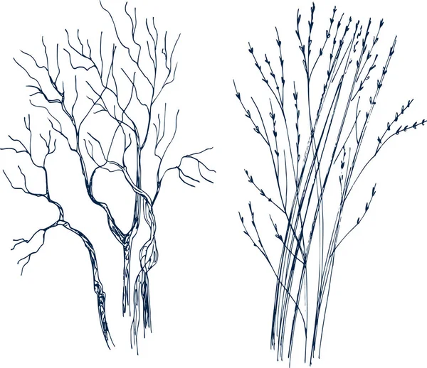 Встановіть Витягнуті Трави Рослини Гілки Сухого Дерева Ботанічна Сільська Модна — стоковий вектор