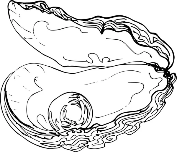Skizzieren Sie Auster Mit Perle Handzeichnung Illustration Vektor — Stockvektor
