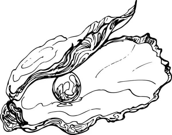 Skizzieren Sie Auster Mit Perle Handzeichnung Illustration Vektor — Stockvektor