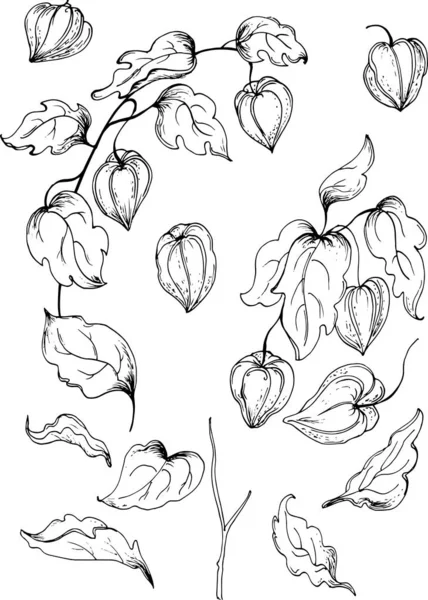 Набір намальованих вручну елементів квітів Physalis. Векторні ілюстрації — стоковий вектор