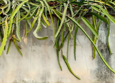 beton duvarda ejderha meyvesi yaprakları