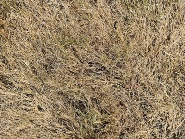 Arka plan olarak kuru çimen dokusu