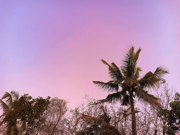 Coqueiro Outra Planta Céu Crepúsculo Fundo — Fotografia de Stock