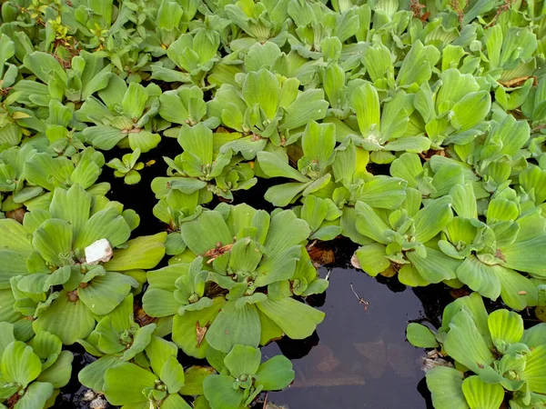 Molte Lattuga Acqua Verde Galleggiano Nello Stagno — Foto Stock