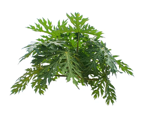 Isolated White Background Papaya Leaves Tropical Leaves Foliage Plant Decorative — Φωτογραφία Αρχείου