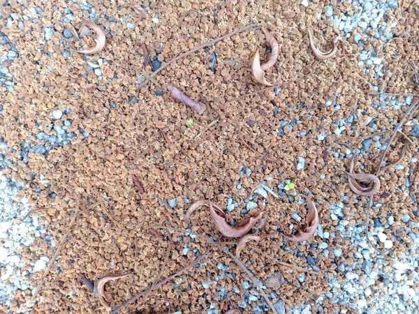 Flor Seca Cayendo Sobre Tierra Piedra —  Fotos de Stock