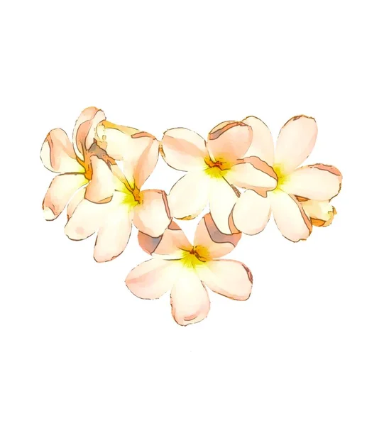 Warm Tone Watercolor Painting Technical Plumeria Flowers White Background Flowers — Stock Photo, Image