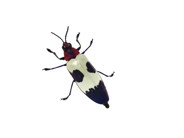 Цвет Узор Жука Самородка Выделены Белом Фоне Часть Chrysochroa Buqueti — стоковое фото