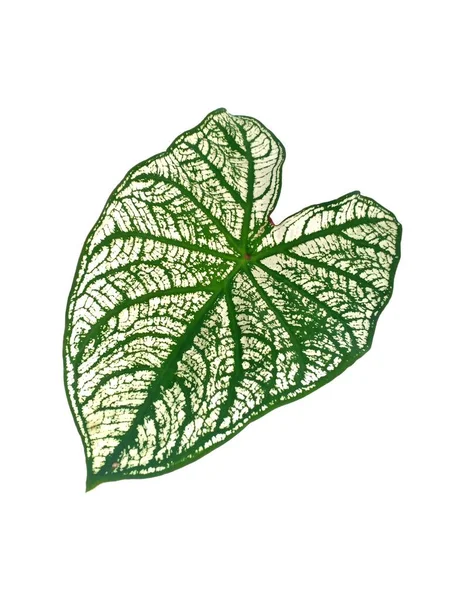 Aislado Sobre Fondo Blanco Hoja Aglaonema — Foto de Stock