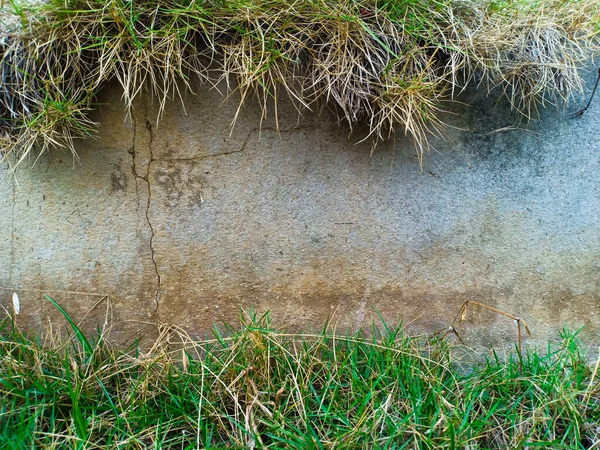 Groen Droog Japans Gras Met Cementwand — Stockfoto