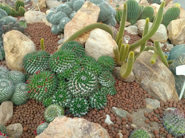 Mammillaria Cactus และอ กรวดและห — ภาพถ่ายสต็อก