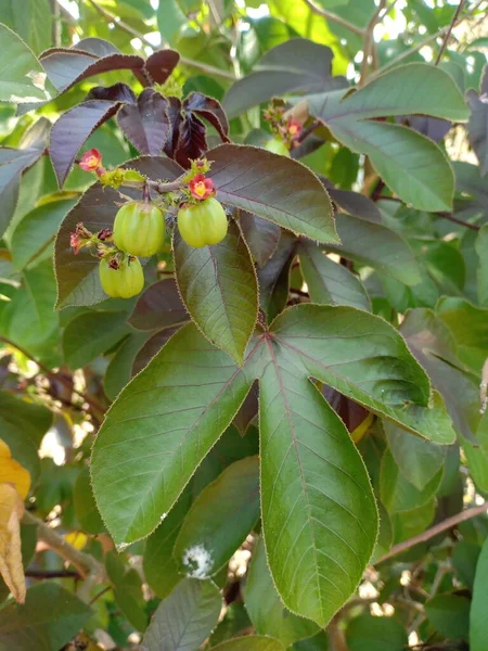 Fruits Feuilles Herbes Dans Thaï — Photo