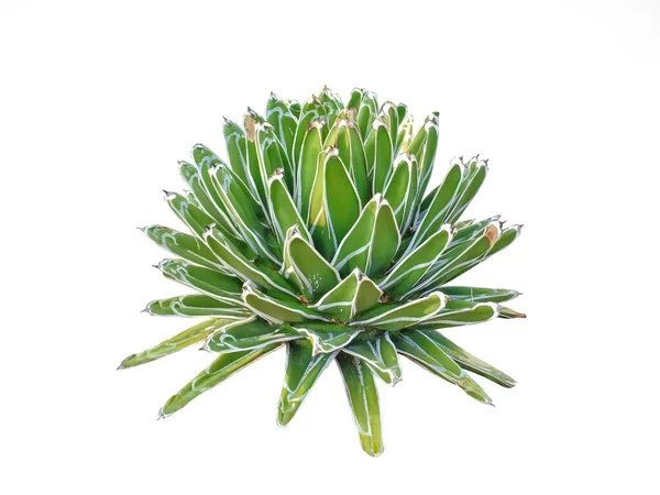 Botanico Della Regina Vittoria Pianta Agave Cactus Verde Forma Fiore — Foto Stock