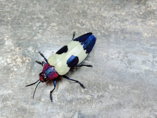 Schöne Farbe Und Muster Von Jewel Beetle Auf Zementboden Hintergrund — Stockfoto