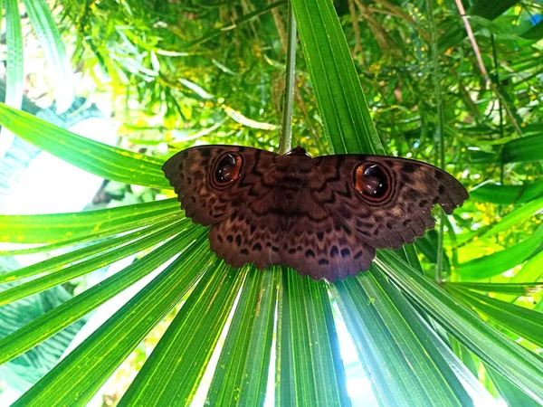 Cytrynowy Motyl Brązowy Motyl Który Wzory Jak Oczy Wystające Liściach — Zdjęcie stockowe