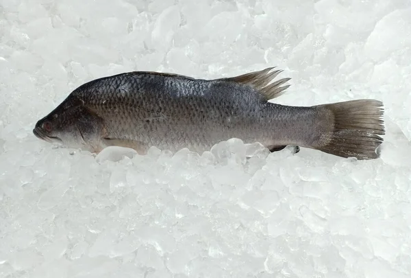 Frischer Fisch Umgeben Von Eis Das Weißer Hintergrund Ist — Stockfoto