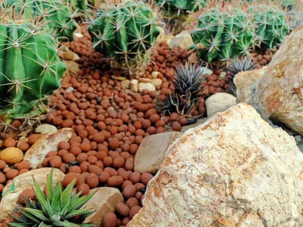 Selektywne Skupienie Się Głównie Kaktusach Golden Barrel Lub Echinocactus Grusonii — Zdjęcie stockowe