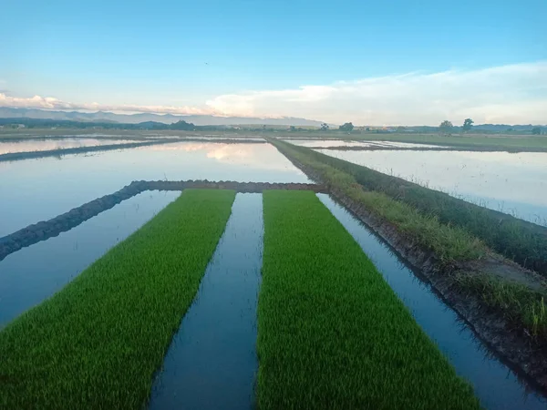 Προβολή Φυτωρίου Πράσινου Ρυζιού Στον Αγρό Αντανάκλαση Του Γαλάζιου Ουρανού — Φωτογραφία Αρχείου