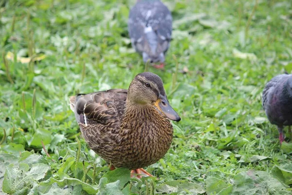 鸽子中间的小黄鸭站在绿草上 — 图库照片