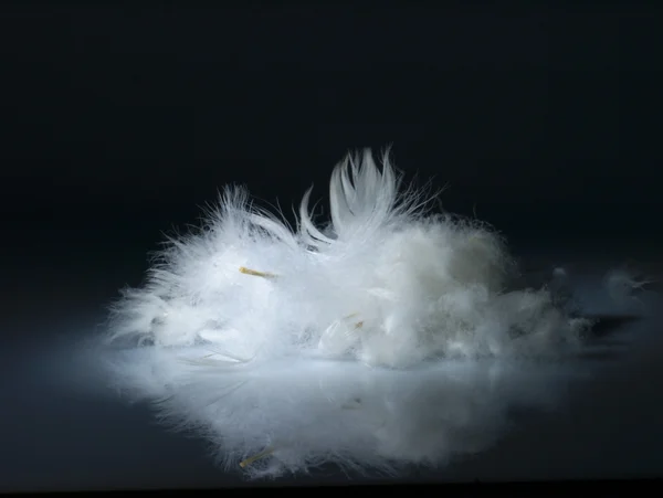 White, delicate feather. — Stock Photo, Image