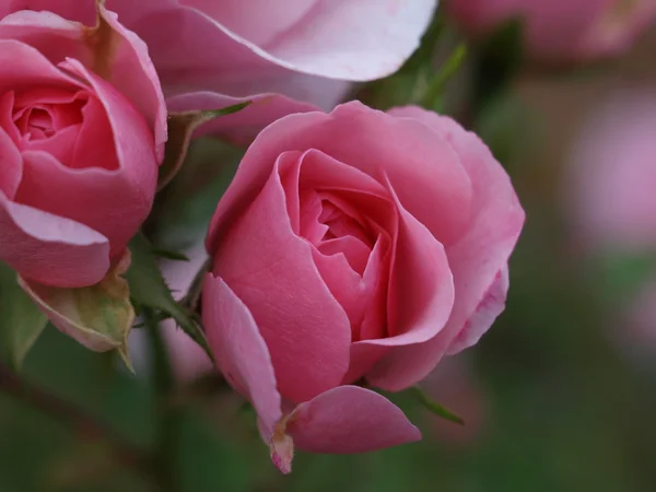 Rose rosa nel giardino primaverile . — Foto Stock