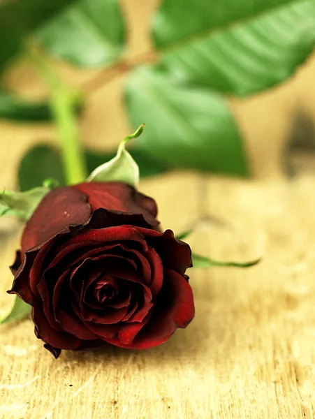 Rosa roja sobre una mesa de madera . —  Fotos de Stock