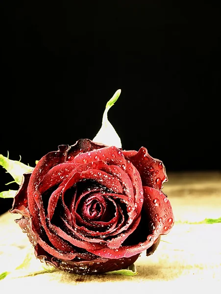 Rosa roja sobre la mesa y gotas de rocío . —  Fotos de Stock