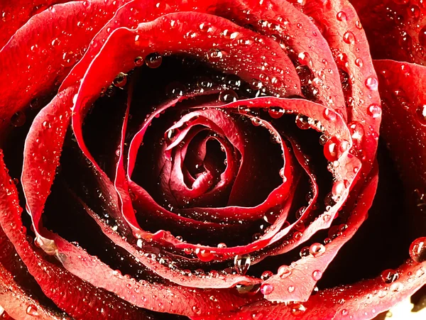 Rosa rossa con molto vicino. Rugiada sui petali . — Foto Stock