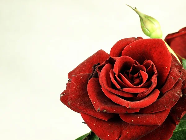 真正的红玫瑰。略有损坏的花瓣. — 图库照片